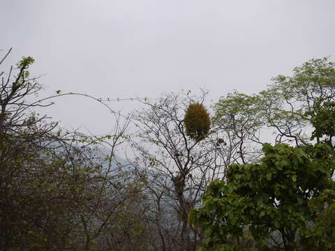 Image of mulberry mistletoe