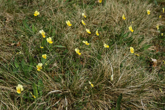 صورة Viola lutea subsp. calaminaria (DC. ex Gingins) J. D. Nauenburg