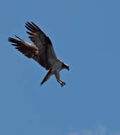 Image of ospreys