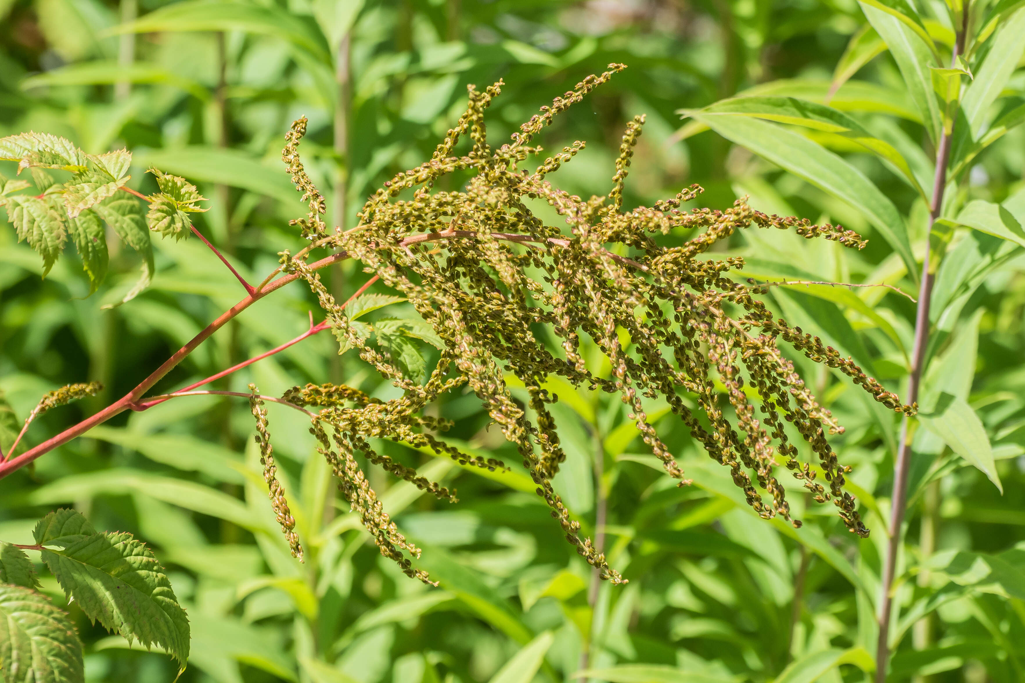 Image of Aruncus sylvester