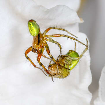 Image of Cucumber green spider