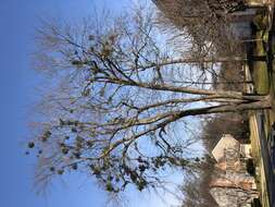 Image of European mistletoe