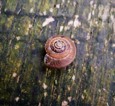 Image of reddish snail