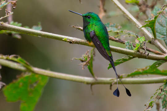 Image of Rufous-booted Racket-tail