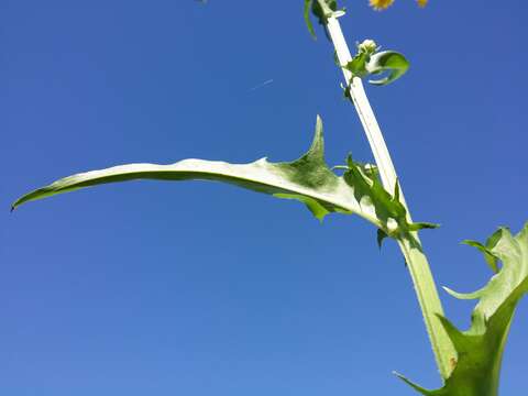 Image of rough hawksbeard