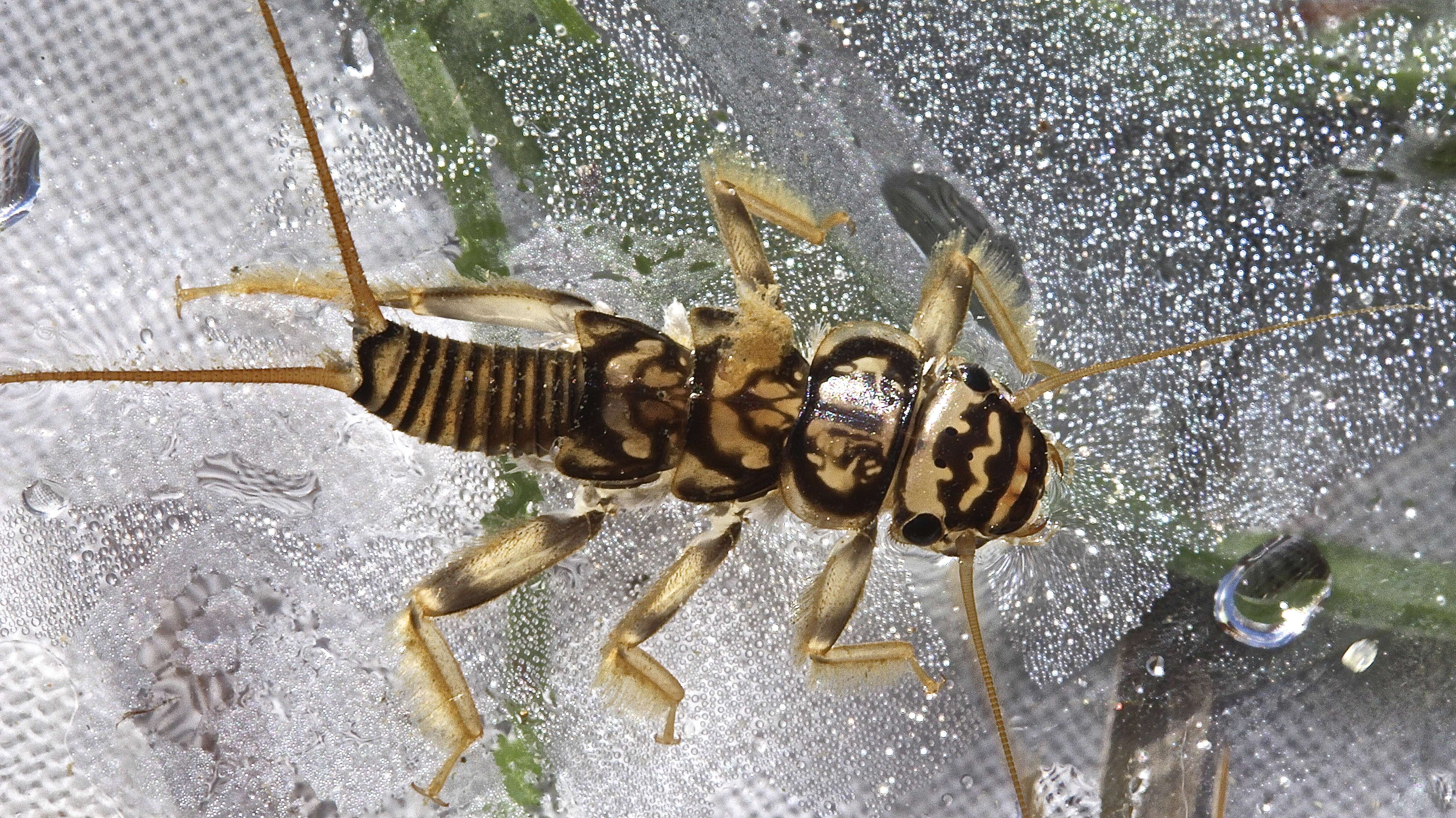 Image of Acroneuria lycorias (Newman 1839)