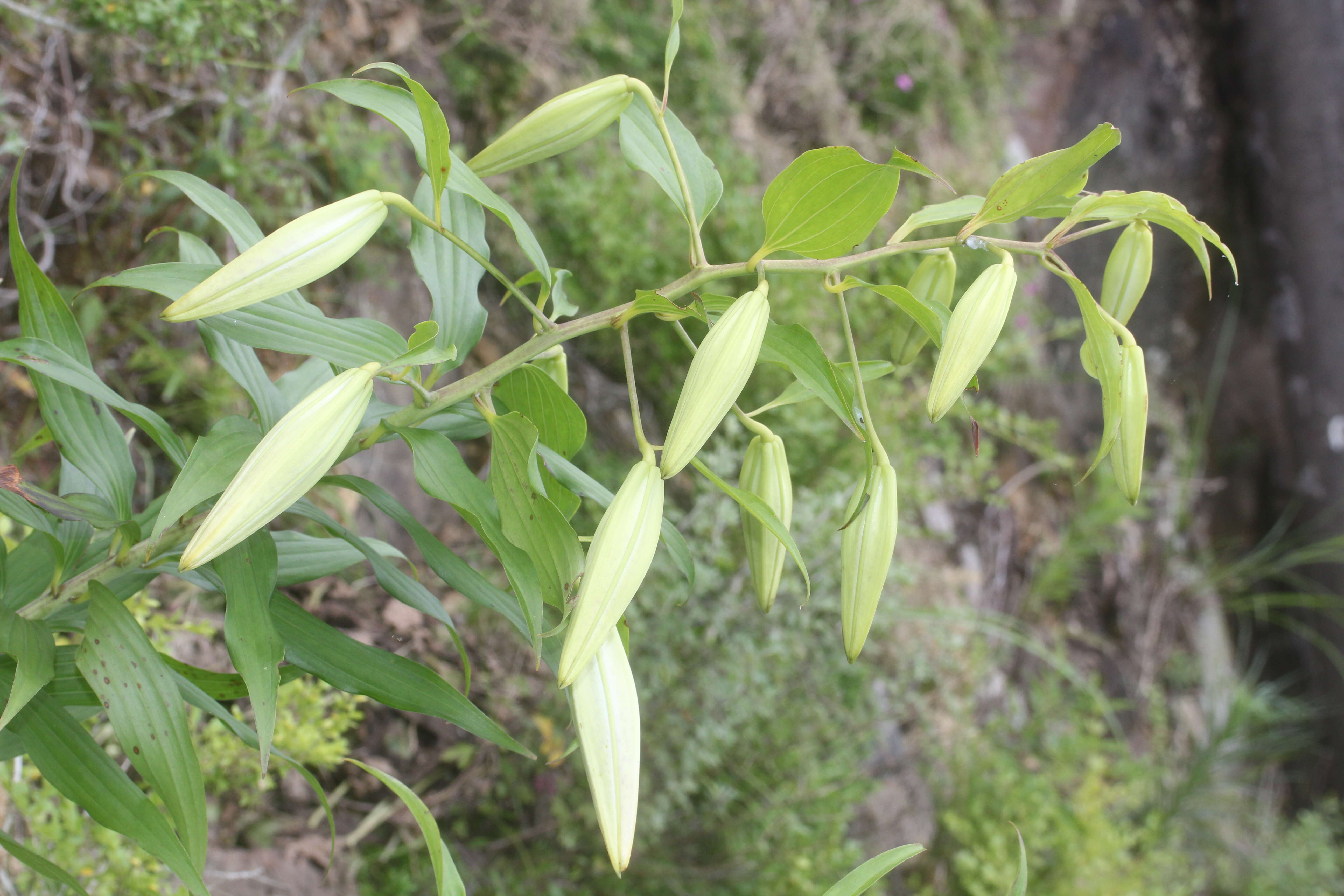 Lilium auratum Lindl. resmi