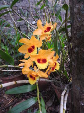 Imagem de Dendrobium gibsonii Paxton