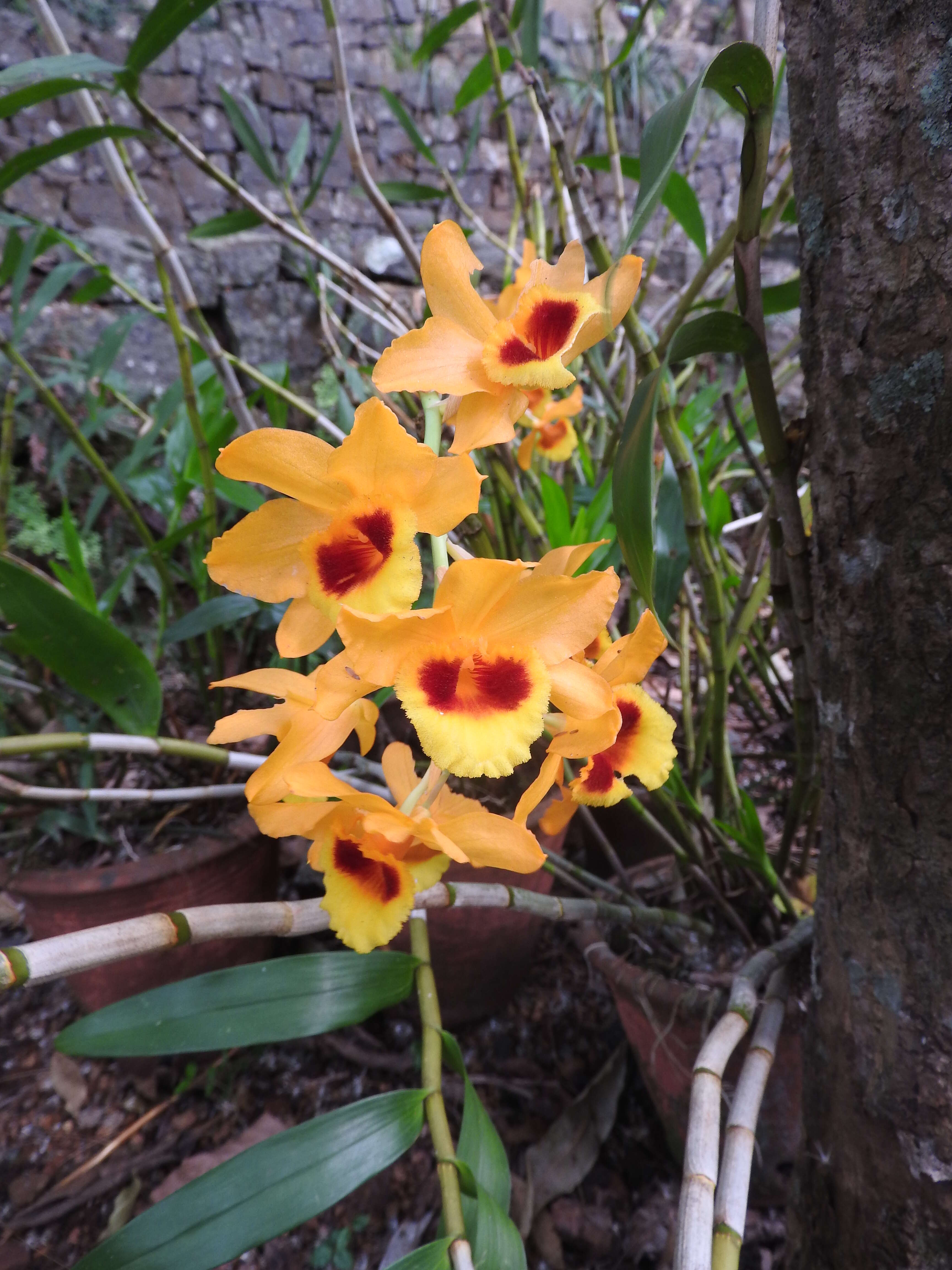 Imagem de Dendrobium gibsonii Paxton