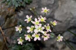 Image of Encrusted Saxifrage