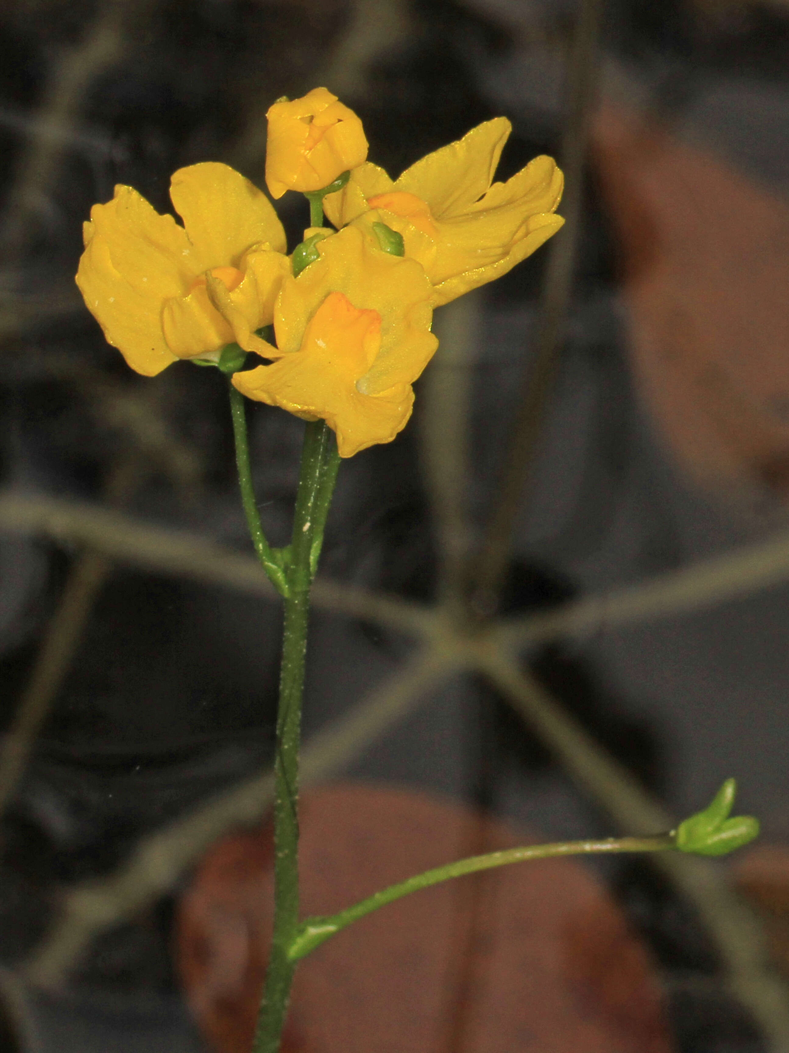 Image of Swollen Bladderwort