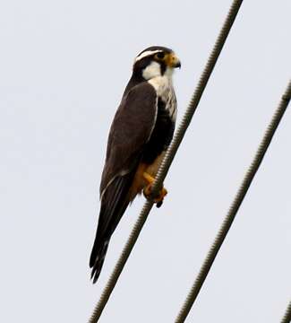 Image of Aplomado Falcon