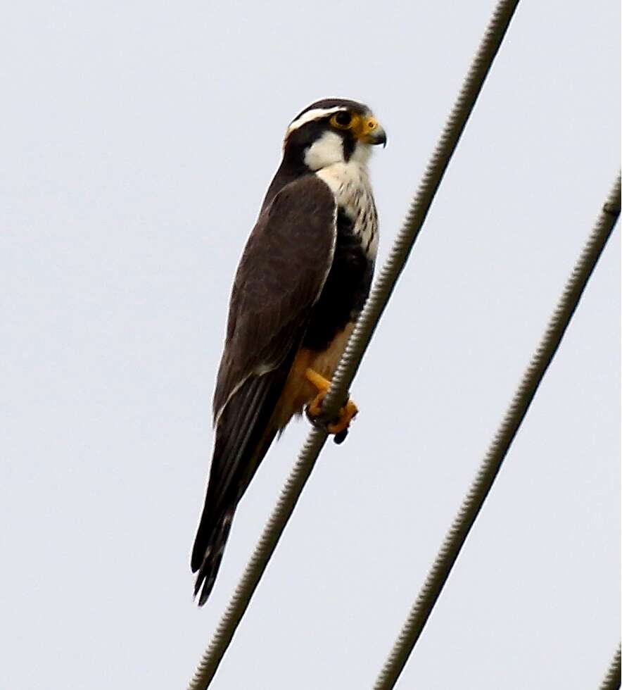 Слика од Falco femoralis Temminck 1822