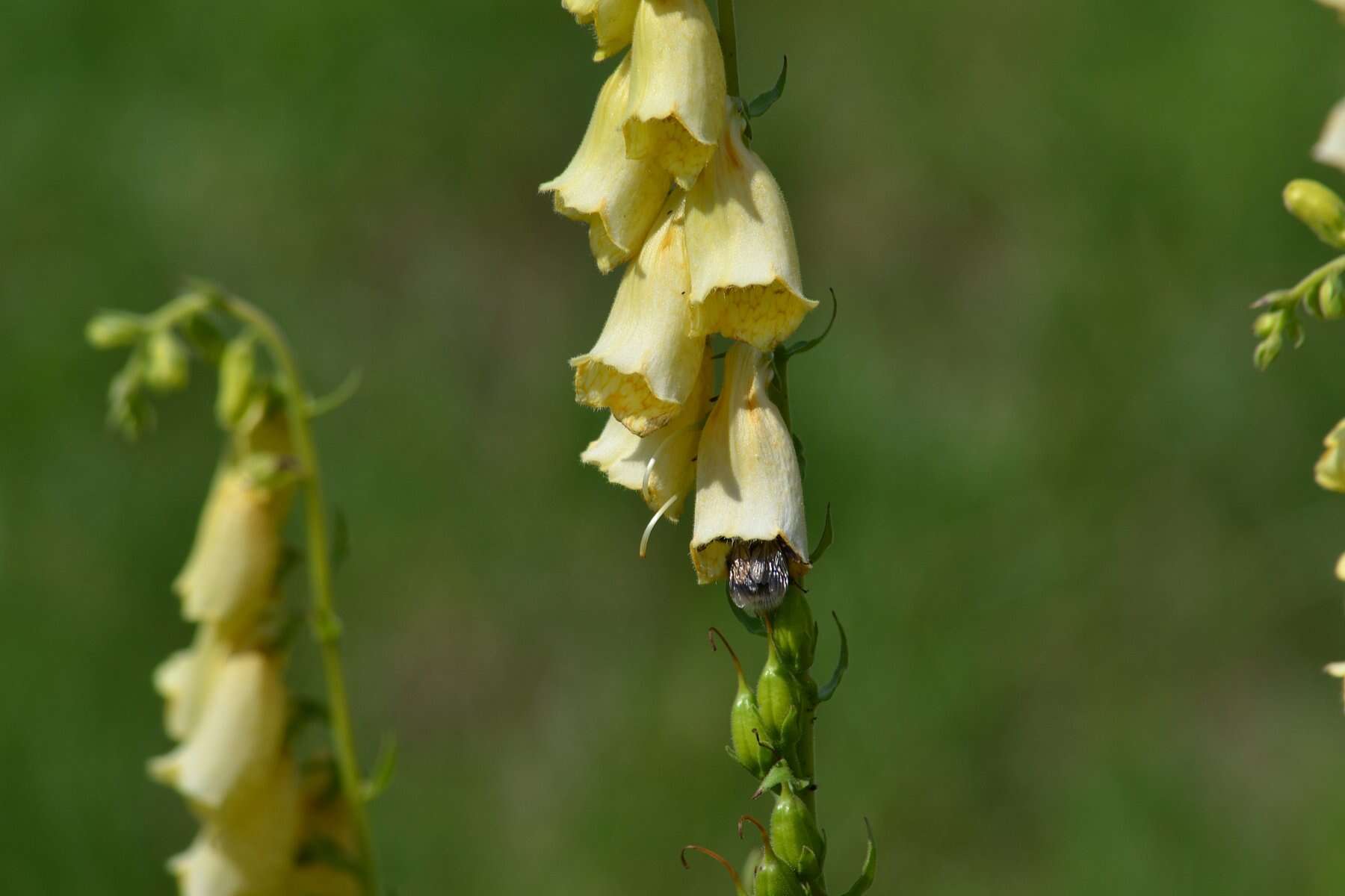 Imagem de Digitalis grandiflora Mill.