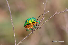 Image of shield-backed bugs