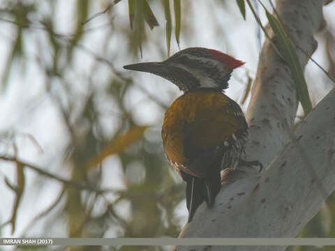 Image of Black-rumped Flameback