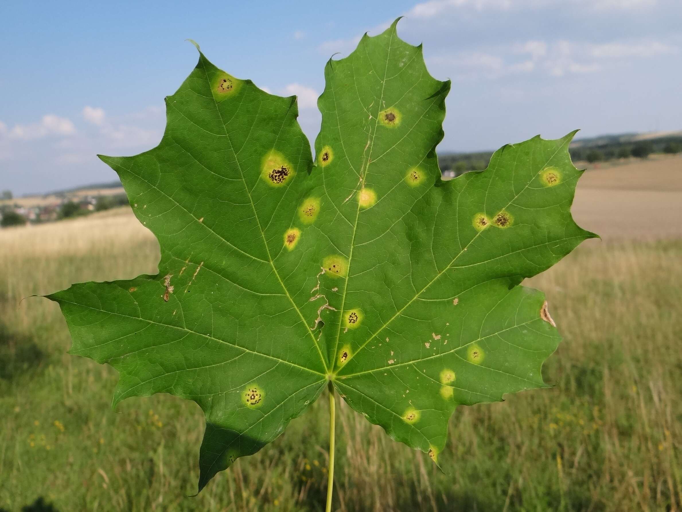 Image of European tar spot