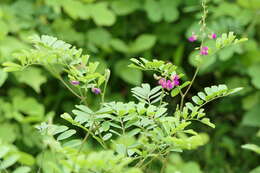 Sivun Tephrosia purpurea (L.) Pers. kuva