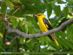 Image of Indian Golden Oriole