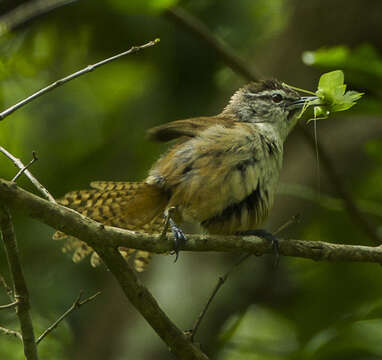 Image of Cabanis's Wren