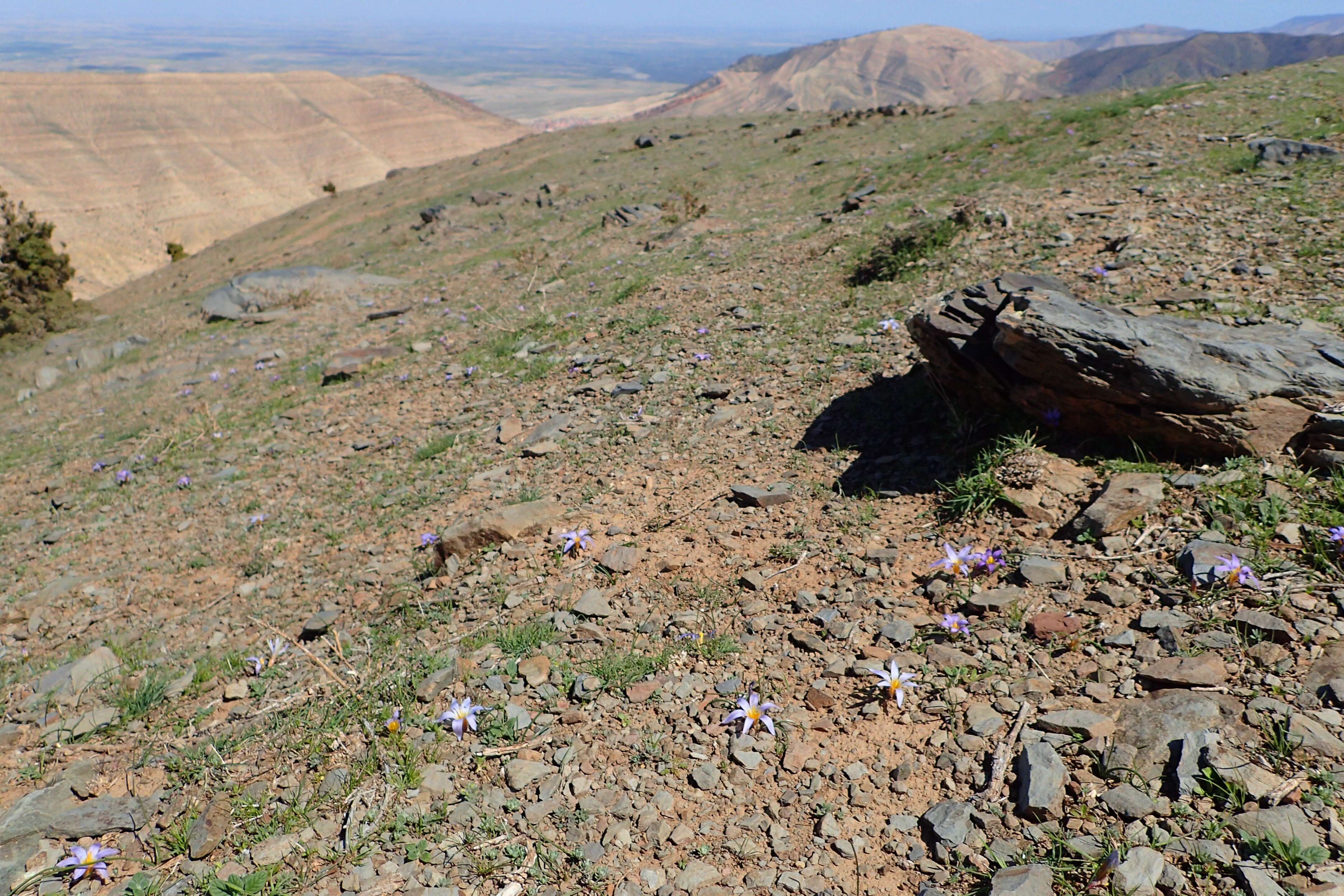 Image of crocus-leaved ROMULEA