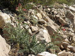 Image of Arizona thistle