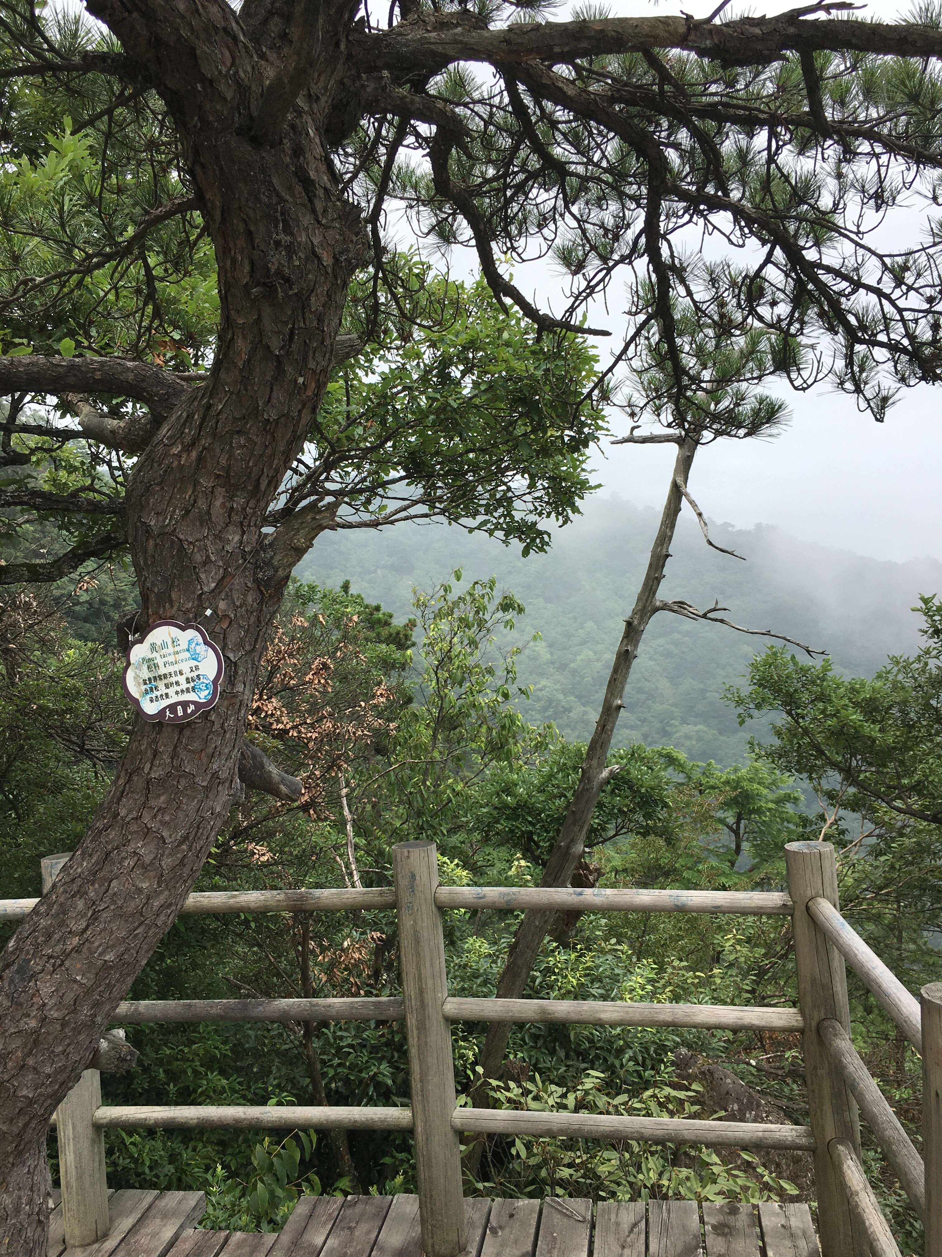 Image of Huangshan Pine