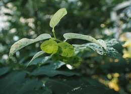 Image of snowbush