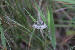 Image of common carpet