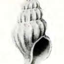 Image of Leucosyrinx equatorialis (Dall 1919)