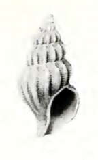 Image of Leucosyrinx equatorialis (Dall 1919)