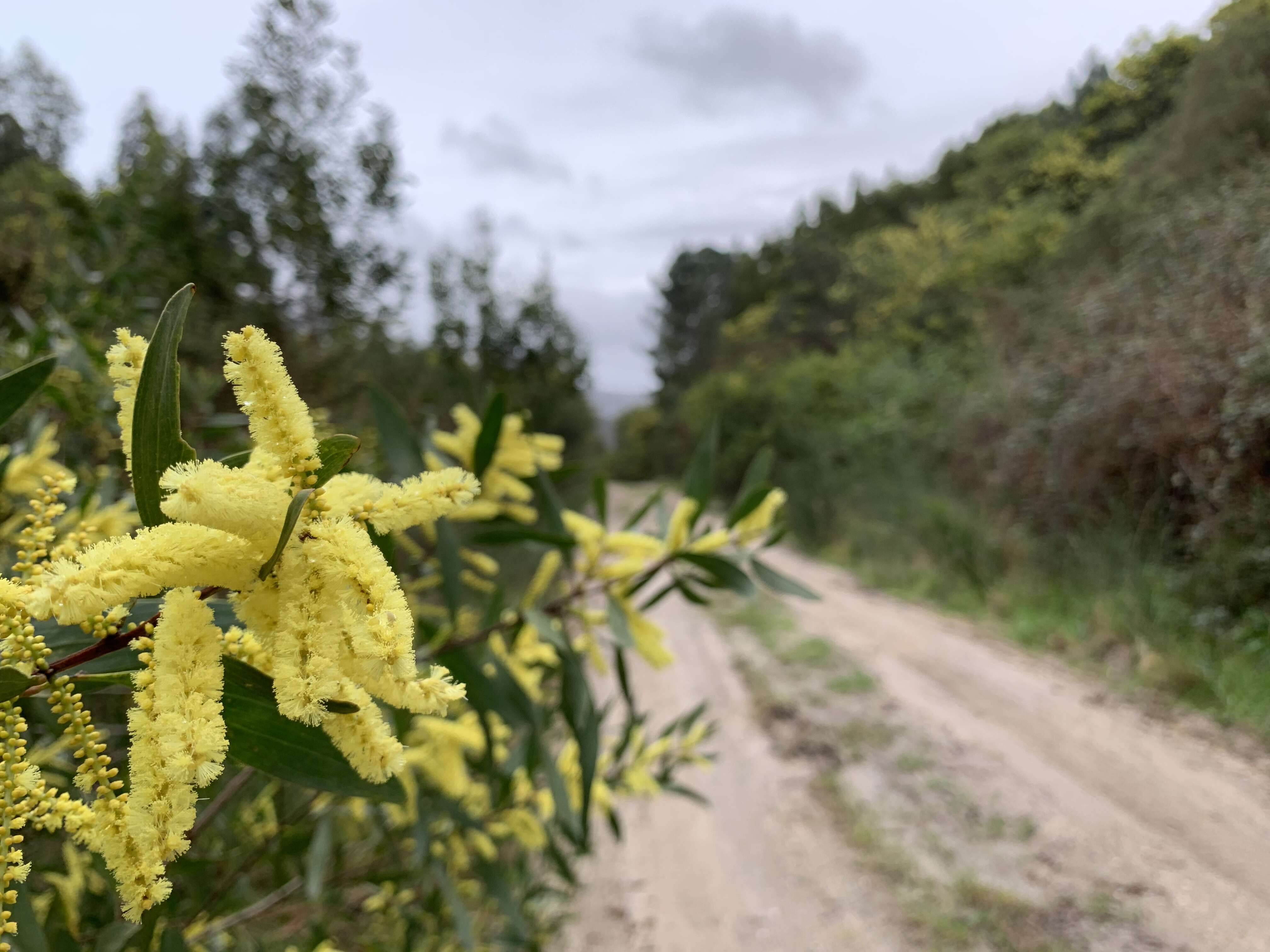 Imagem de Acacia longifolia (Andrews) Willd.