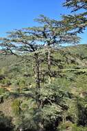 Image of Cyprus Cedar