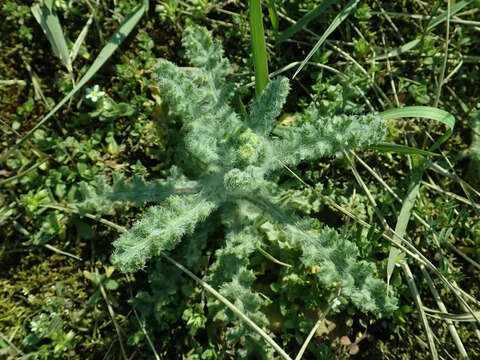 Image of eastern groundsel