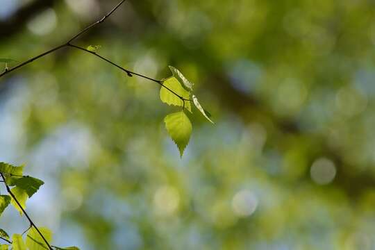 Image of Common Birch