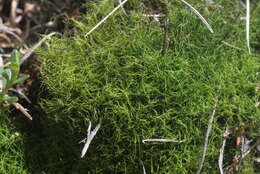 Image of distichium moss