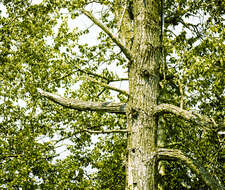 Image of Ontario Balsam Poplar