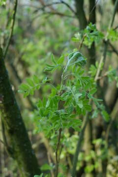 Image of Siberian peashrub