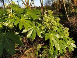 Image of fatsia