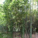 Imagem de Phyllostachys iridescens C. Y. Yao & S. Y. Chen