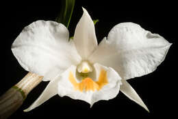 Imagem de Dendrobium formosum Roxb. ex Lindl.