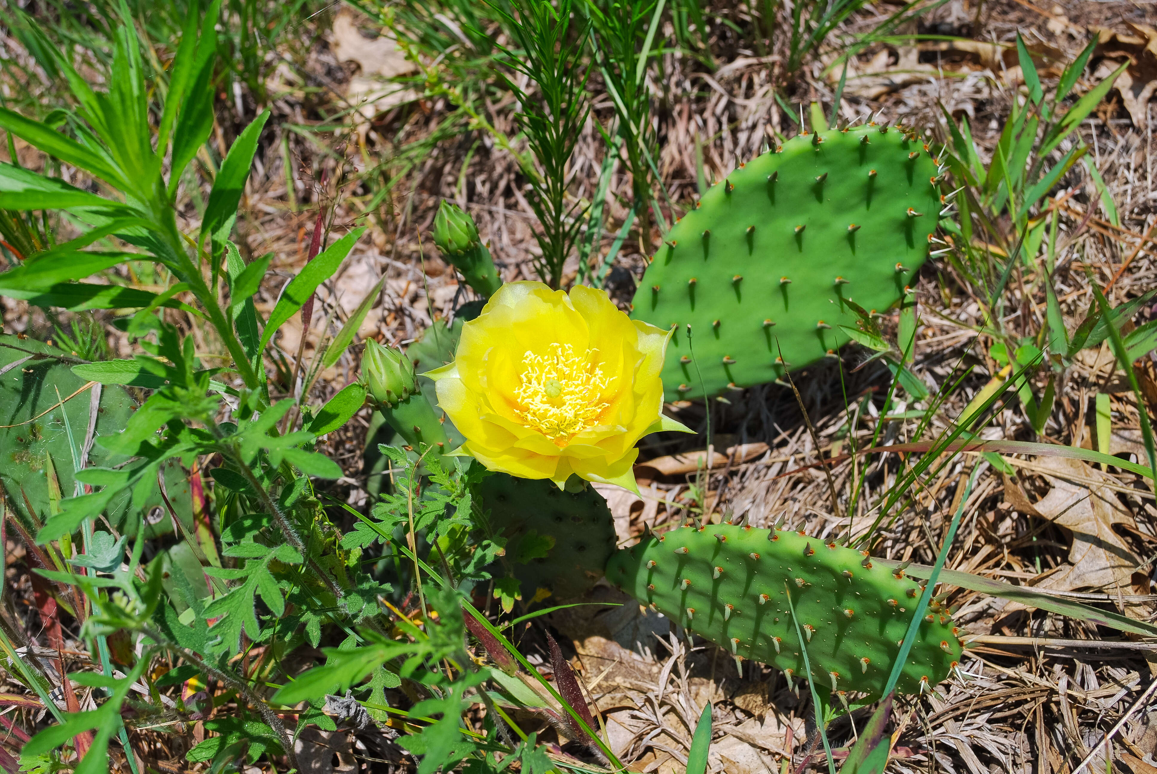 Image of Eastern Prickly Pear