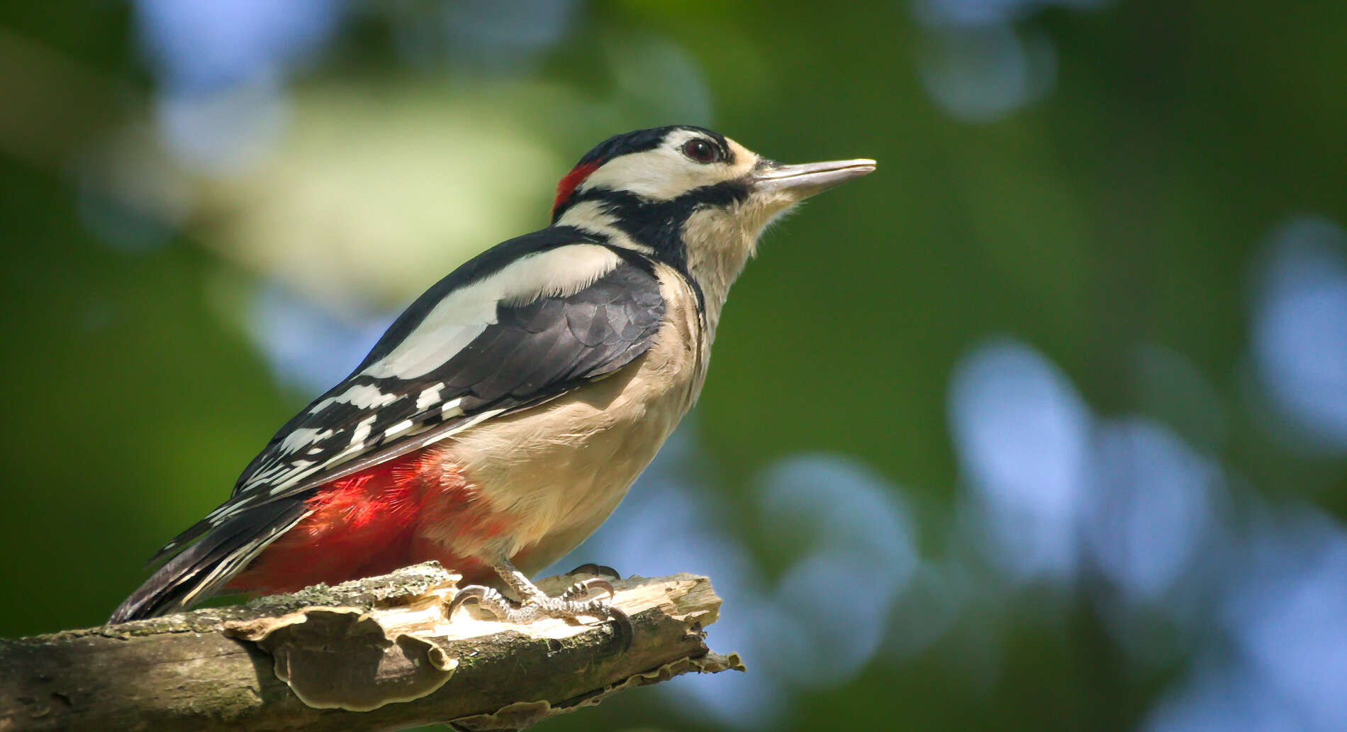 Image of Great Spotted Woodpecker