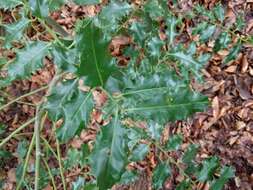 Image of English holly