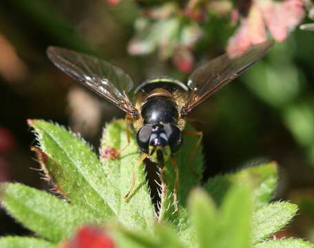 Image of Dasysyrphus tricinctus (Fallen 1817)