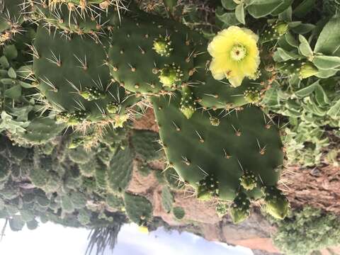 Image of Opuntia caracassana Salm-Dyck