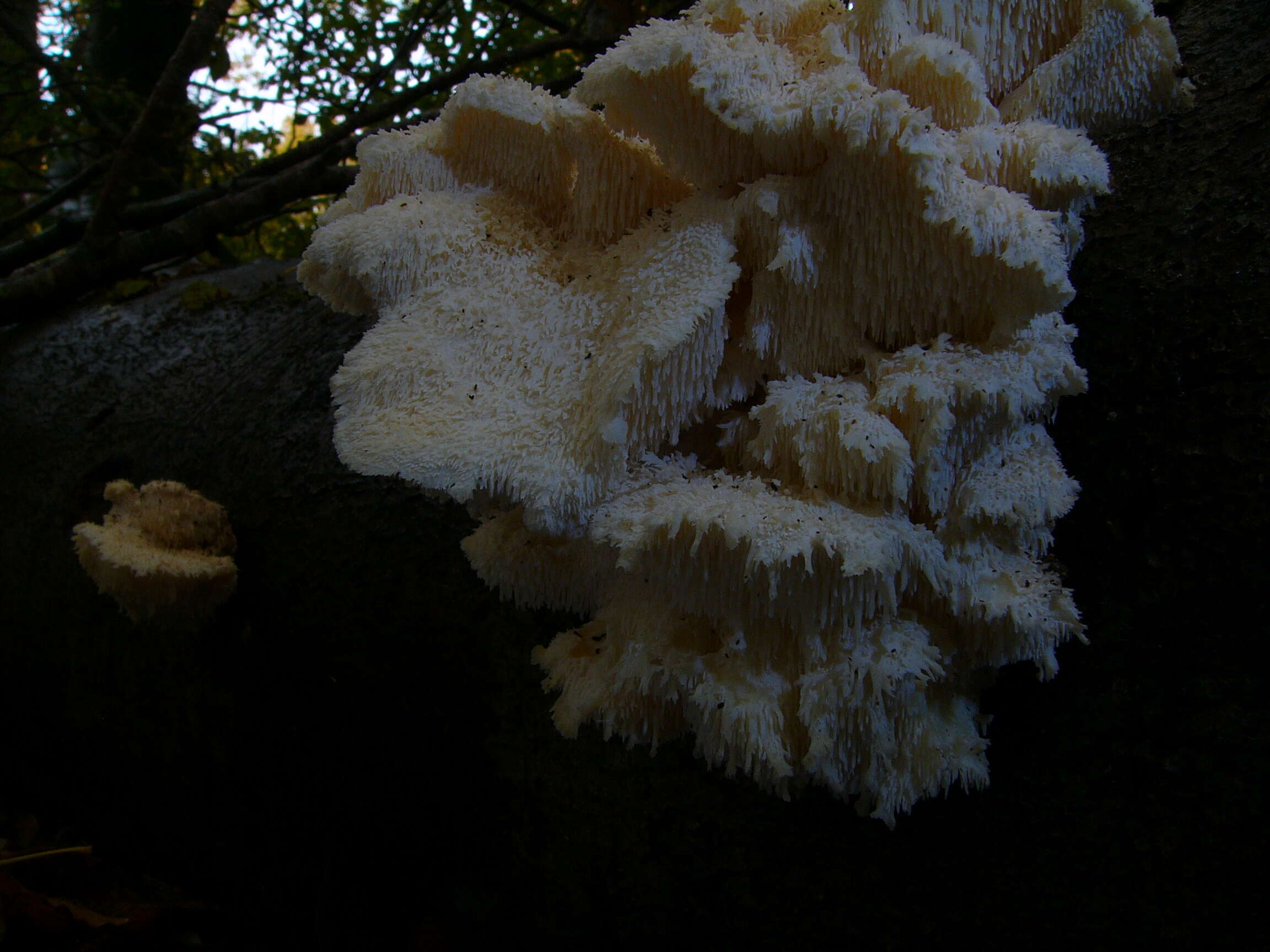 Image of Hericium cirrhatum (Pers.) Nikol. 1950