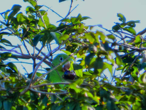 Image of Yellow-chevroned Parakeet