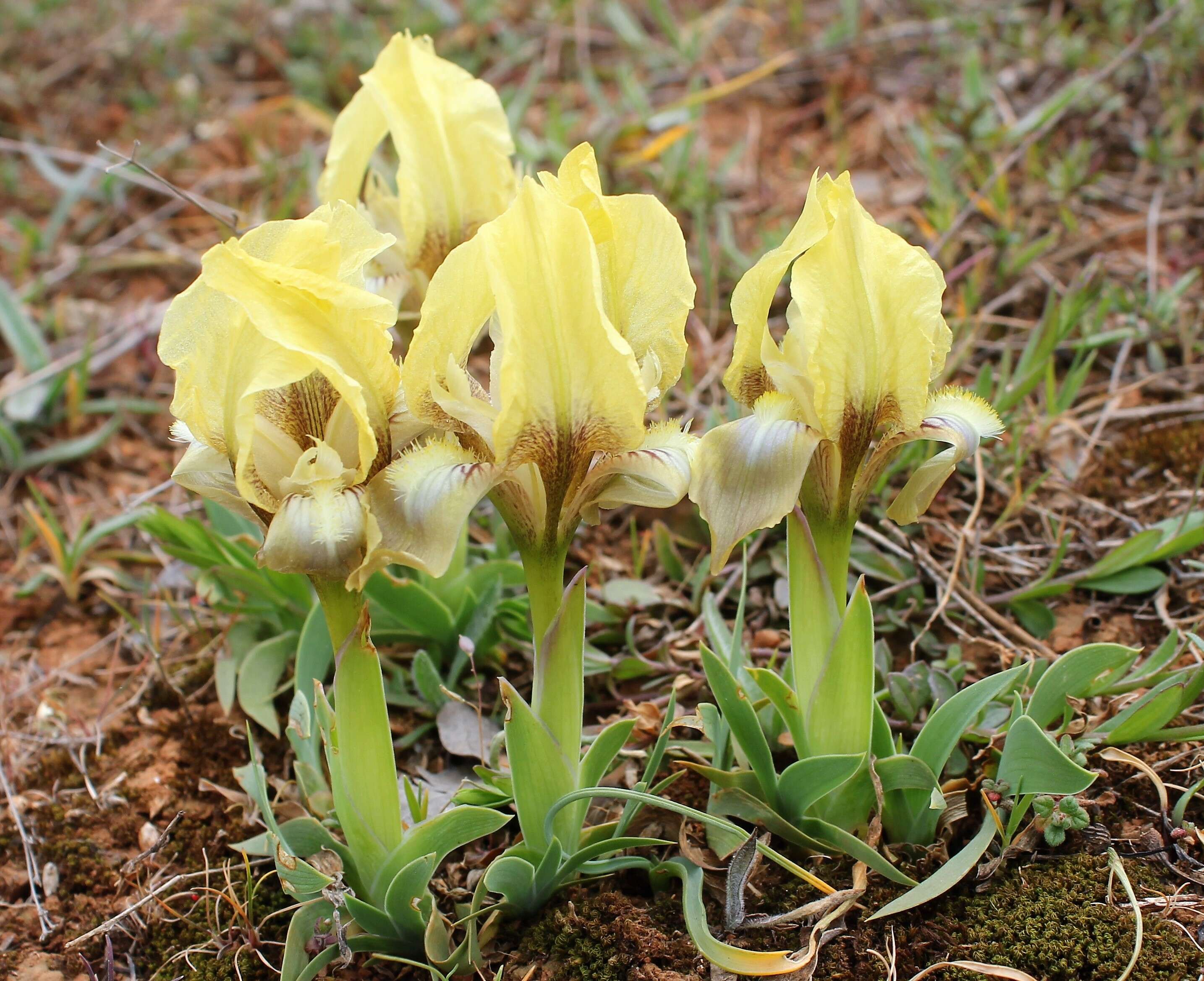 Image of Iris suaveolens Boiss. & Reut.