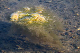 Image of Brown algae